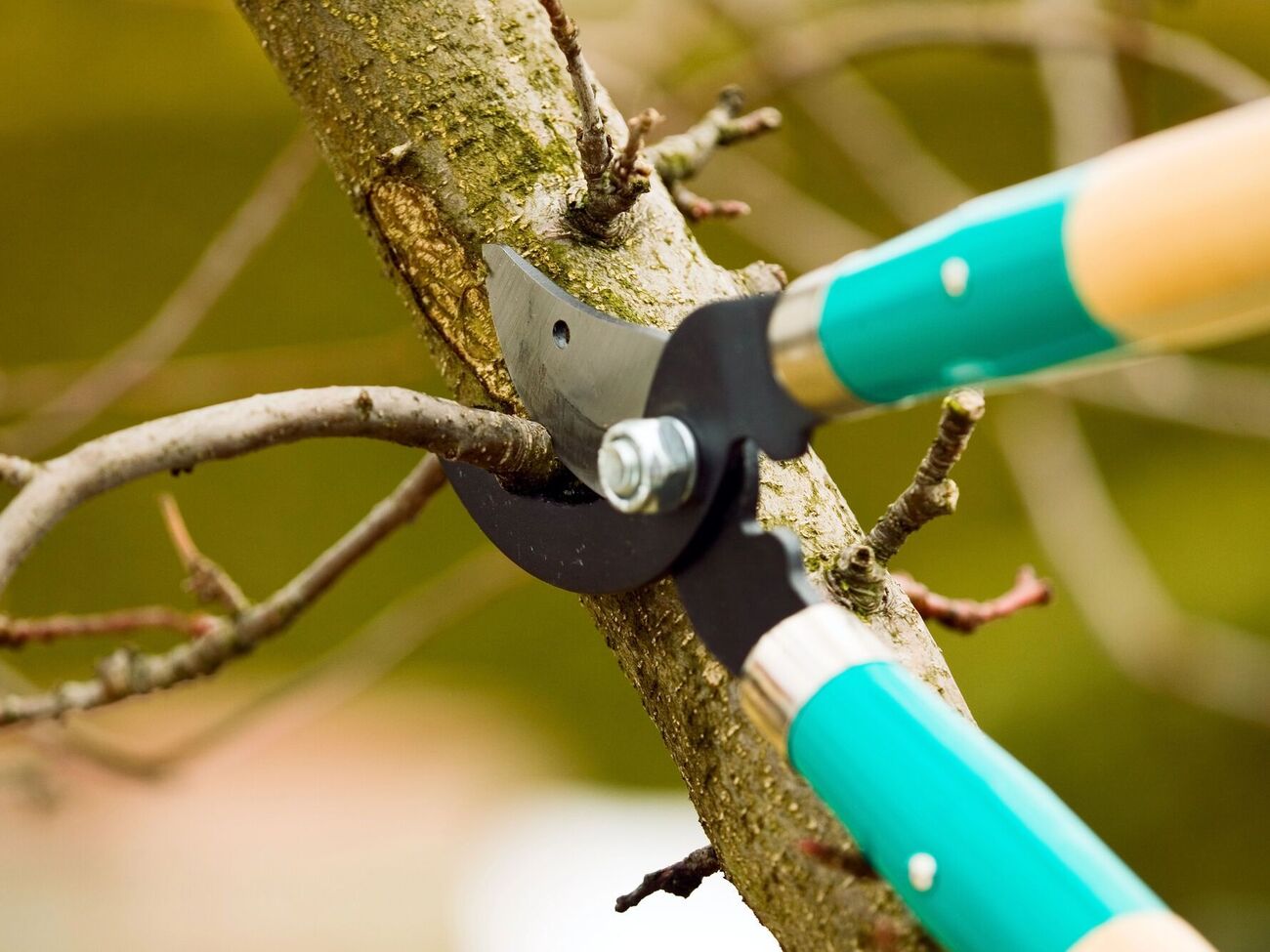 Некоторые деревья обрезают не весной, а в другое время года