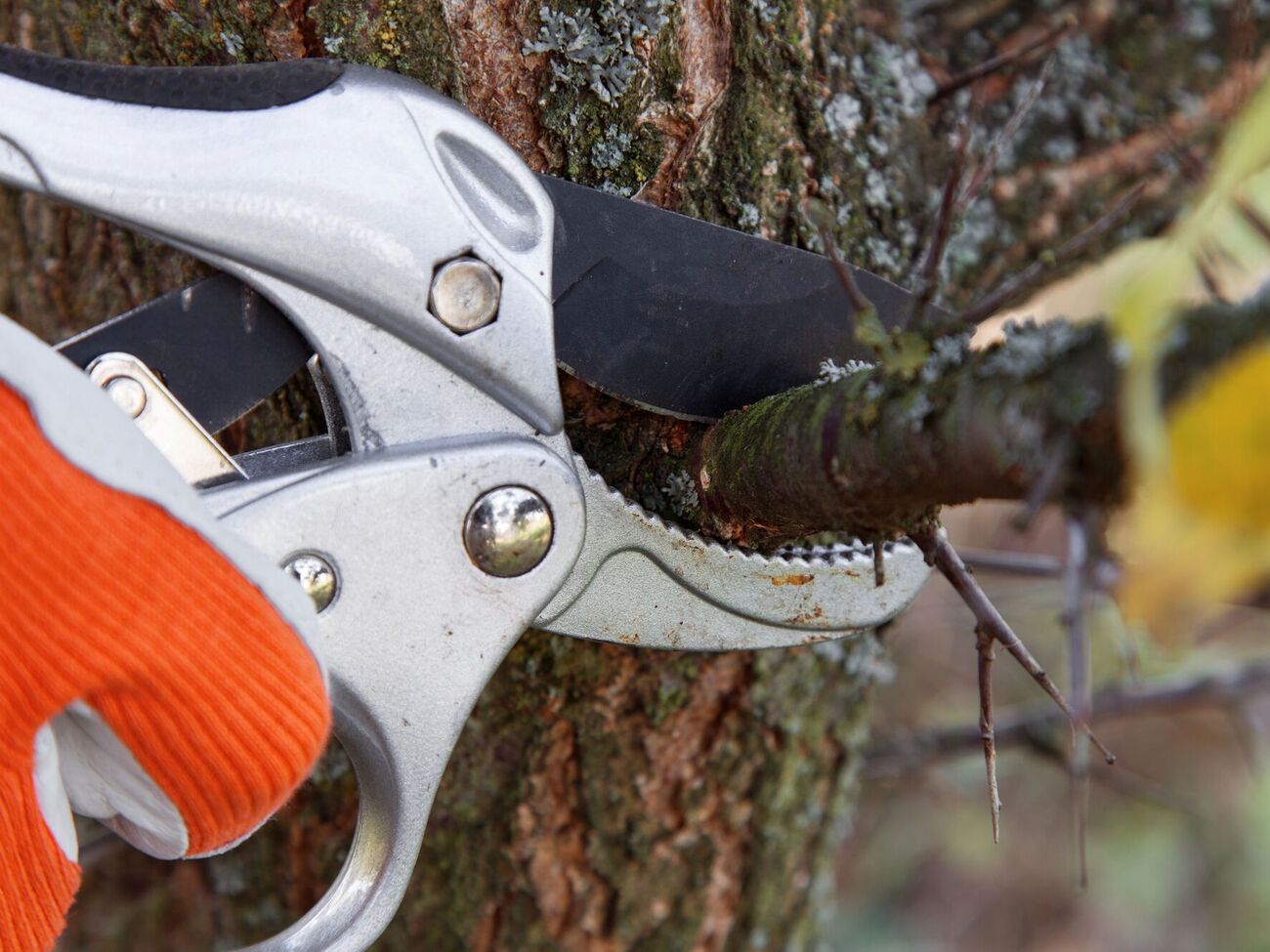 Признаками сокодвижения являются потемнение и увлажнение мест срезов, набухание почек и изменения в коре