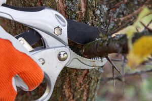 Ознаками сокоруху є потемніння і зволоження місць зрізів, набрякання бруньок і зміни в корі