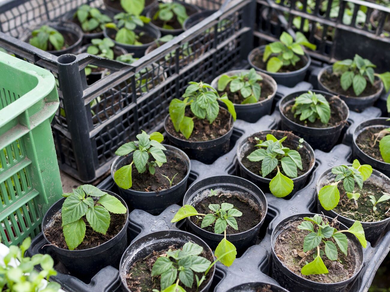 Раствор можно использовть по-разному