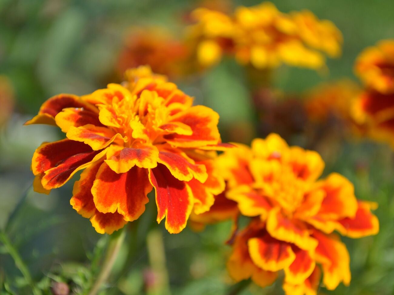 Чорнобривці можуть негативно вплинути на розвиток певних овочів