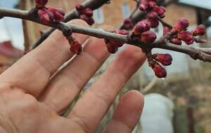 Второй раз нужно обрабатывать деревья на этапе, когда почки начинают постепенно раскрываться