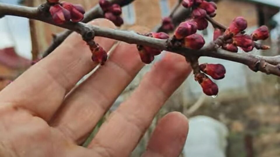 Второй раз нужно обрабатывать деревья на этапе, когда почки начинают постепенно раскрываться
