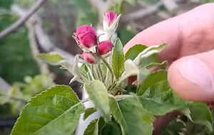 Для обработки сада в период цветения важно подобрать препараты, безопасные для пчел