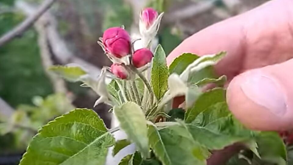 Для обработки сада в период цветения важно подобрать препараты, безопасные для пчел