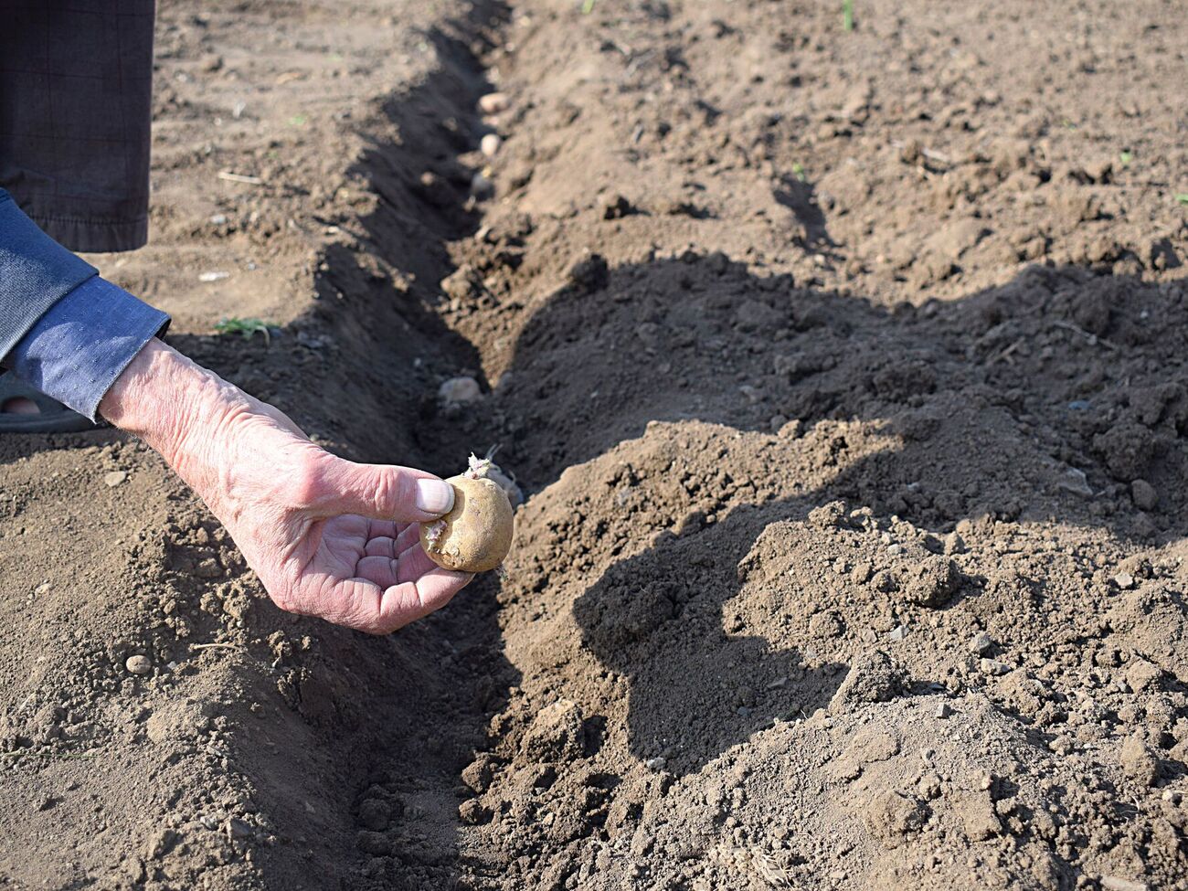 Картофель для посадки должен быть величиной с куриное яйцо