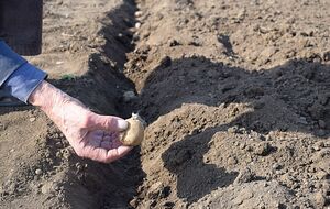 Картофель для посадки должен быть величиной с куриное яйцо