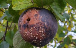 Чтобы монилиоз не распространился на плоды, проводят профилактику от этой болезни