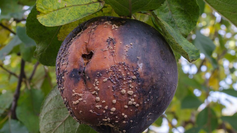 Чтобы монилиоз не распространился на плоды, проводят профилактику от этой болезни