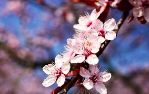 Важно не перепутать монилиоз и подмерзание абрикоса