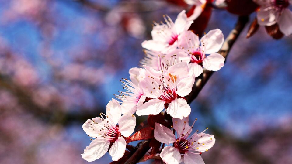Важливо не переплутати моніліоз і підмерзання абрикоса