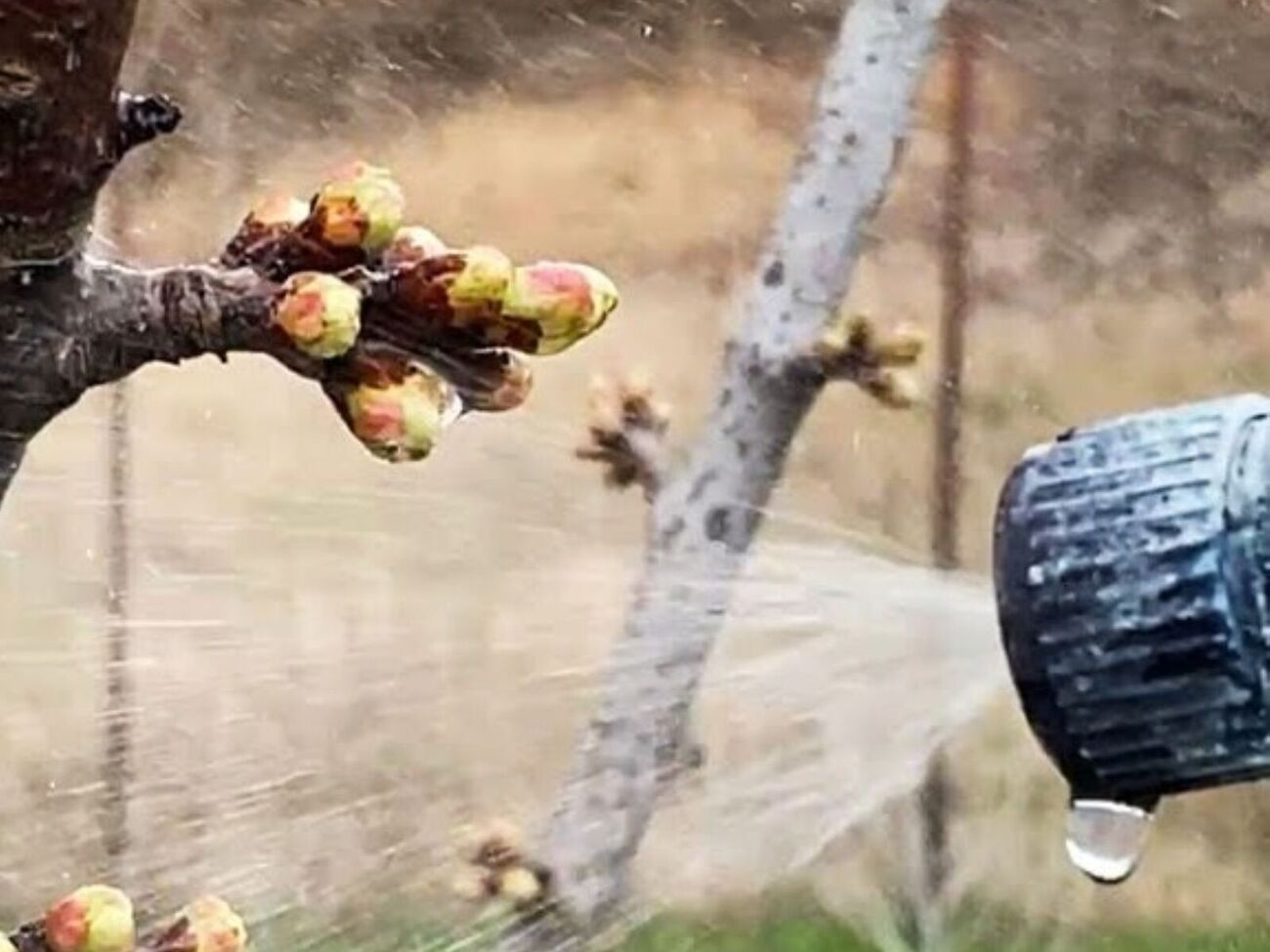 Ночные заморозки плохо влияют на деревья, поэтому им нужна защита в виде стимуляторов роста