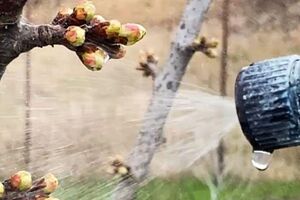 Ночные заморозки плохо влияют на деревья, поэтому им нужна защита в виде стимуляторов роста