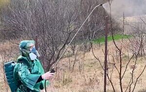 Главную обработку сада от болезней и вредителей проводят в безветренную теплую погоду