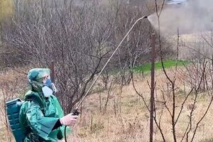 Главную обработку сада от болезней и вредителей проводят в безветренную теплую погоду