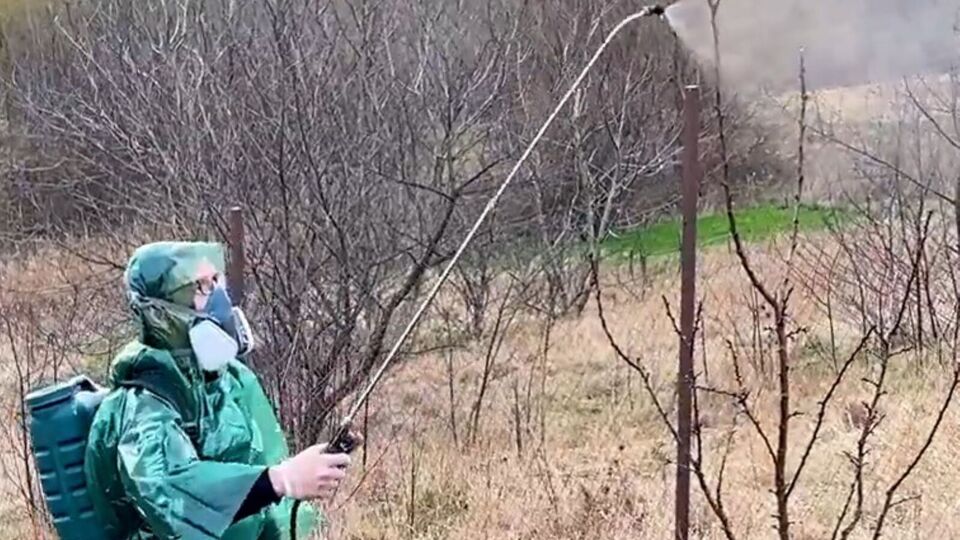 Главную обработку сада от болезней и вредителей проводят в безветренную теплую погоду