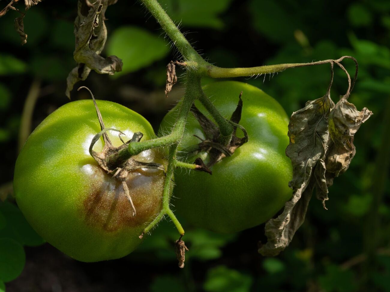 Фітофтора може знищити томати