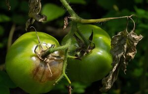 Фітофтора може знищити томати