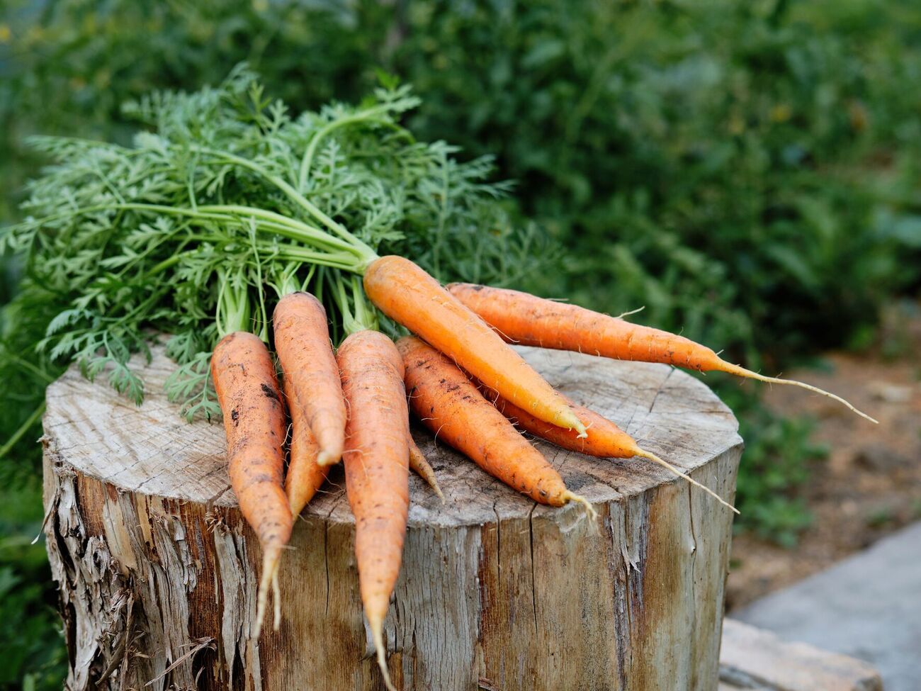 Лучше не сеять морковь там, где будут расти укроп, свекла или хрен