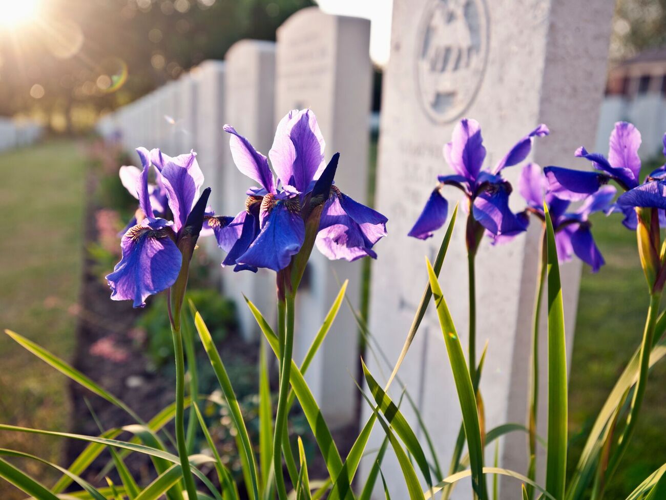 Для озеленения могил выбирают растения, устойчивые к погодным условиям