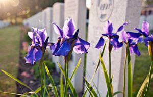 Для озеленения могил выбирают растения, устойчивые к погодным условиям