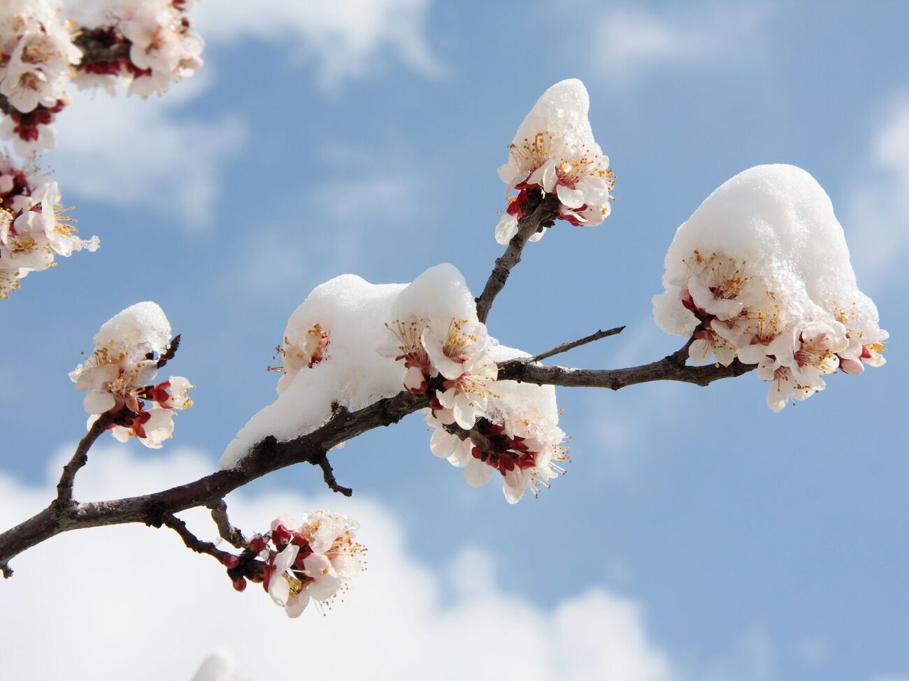 Абрикосы больше всего страдают от заморозков