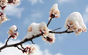 Абрикосы больше всего страдают от заморозков