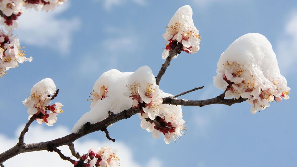 Абрикосы больше всего страдают от заморозков