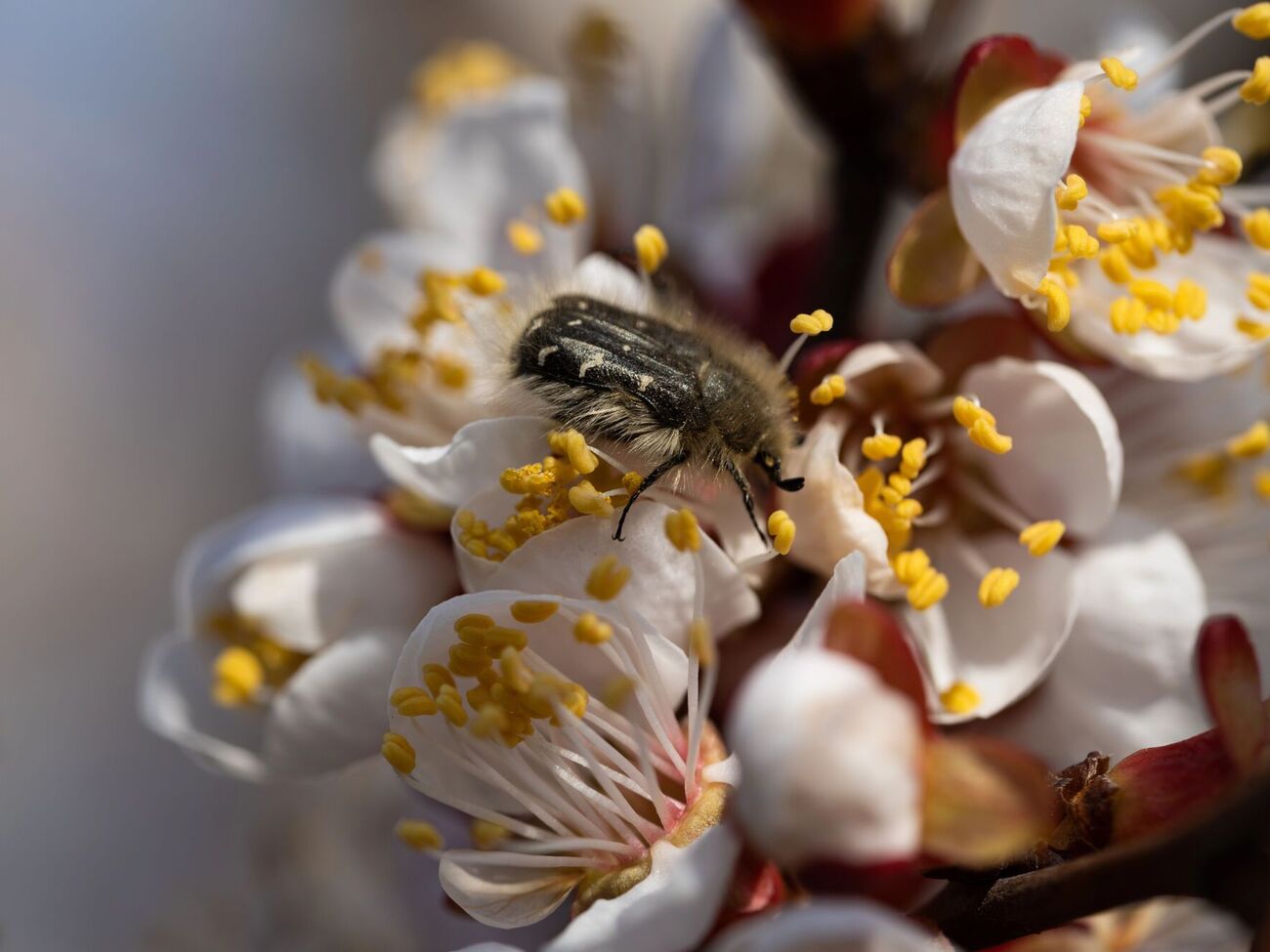 Бронзовка мохнатая питается бутонами и цветками, а яйца откладывает в землю