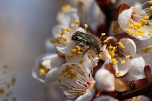 Бронзовка мохнатая питается бутонами и цветками, а яйца откладывает в землю