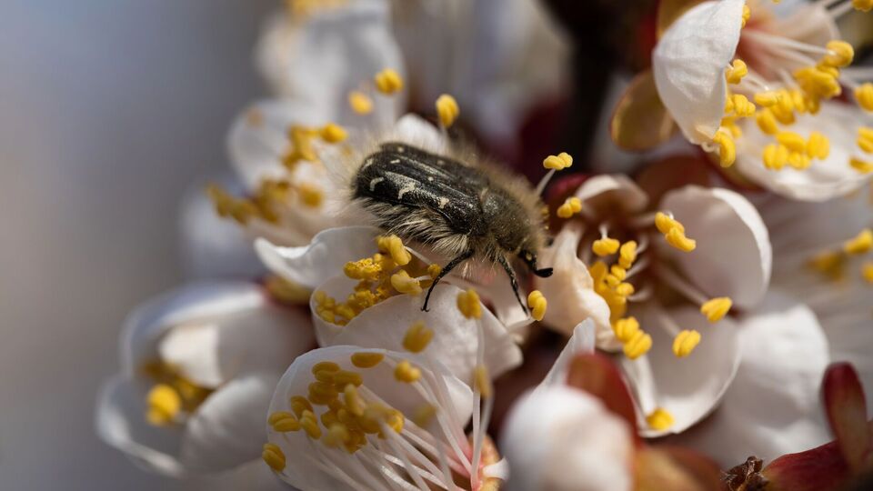 Бронзовка мохнатая питается бутонами и цветками, а яйца откладывает в землю