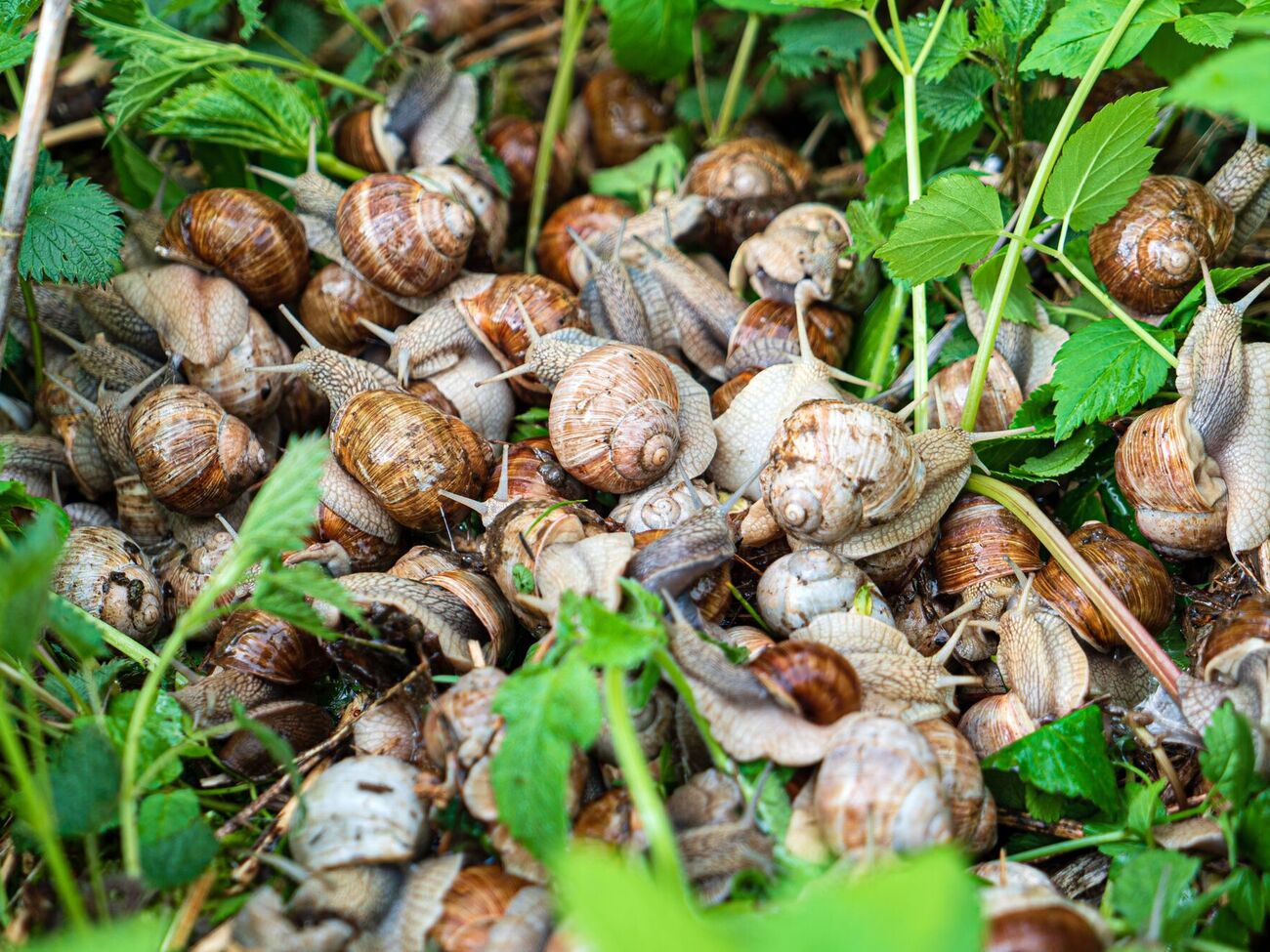 Для приготовления раствора кроме горчицы понадобятся мыло и вода