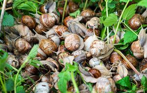 Для приготовления раствора кроме горчицы понадобятся мыло и вода