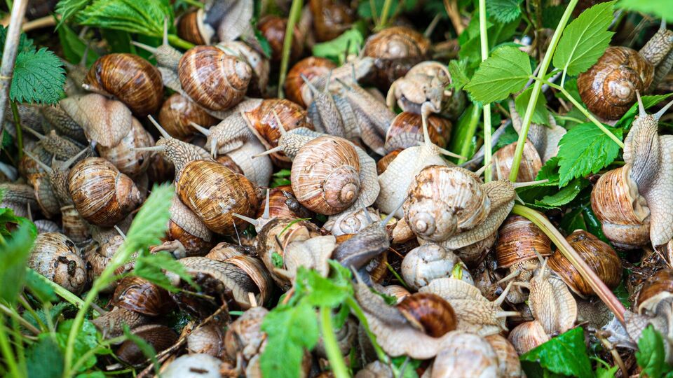 Для приготовления раствора кроме горчицы понадобятся мыло и вода