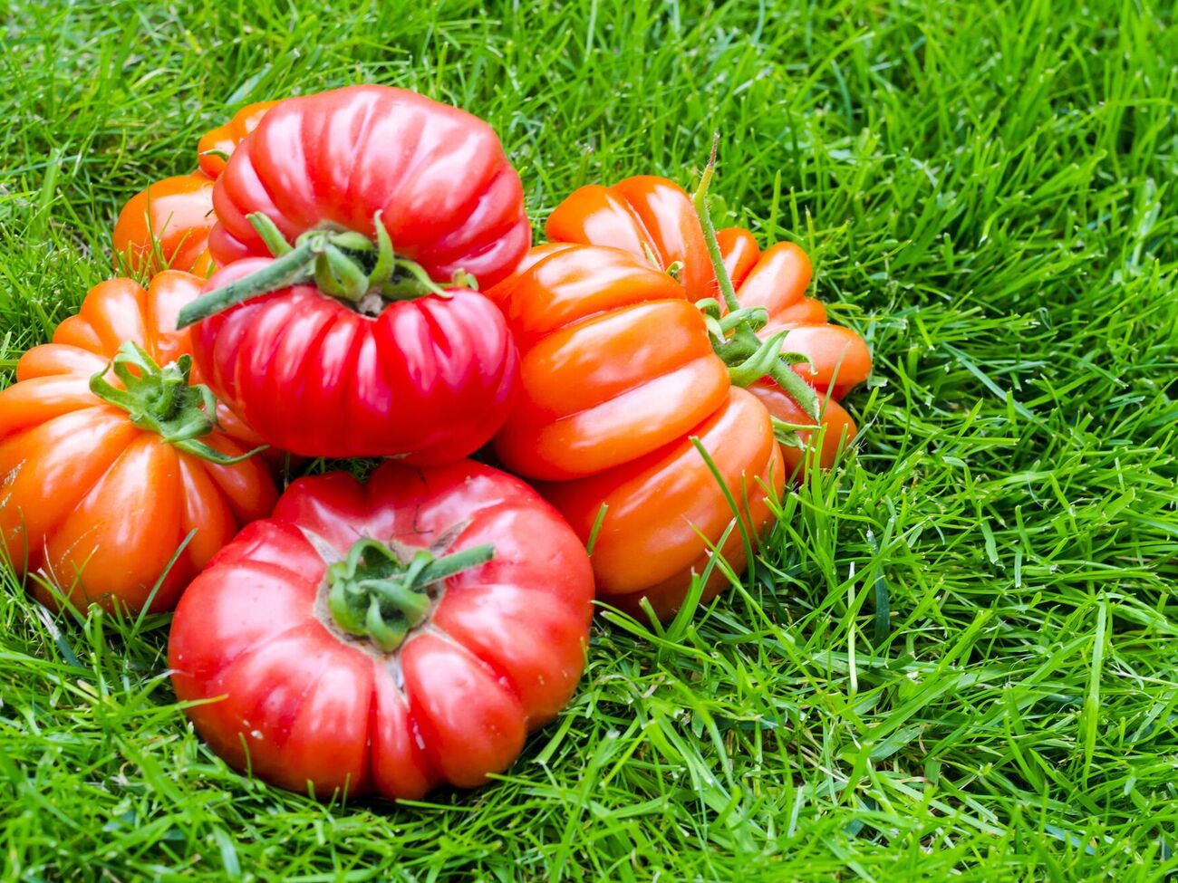 Вибирайте сорти помідорів, які не встигнуть захворіти на фітофтору