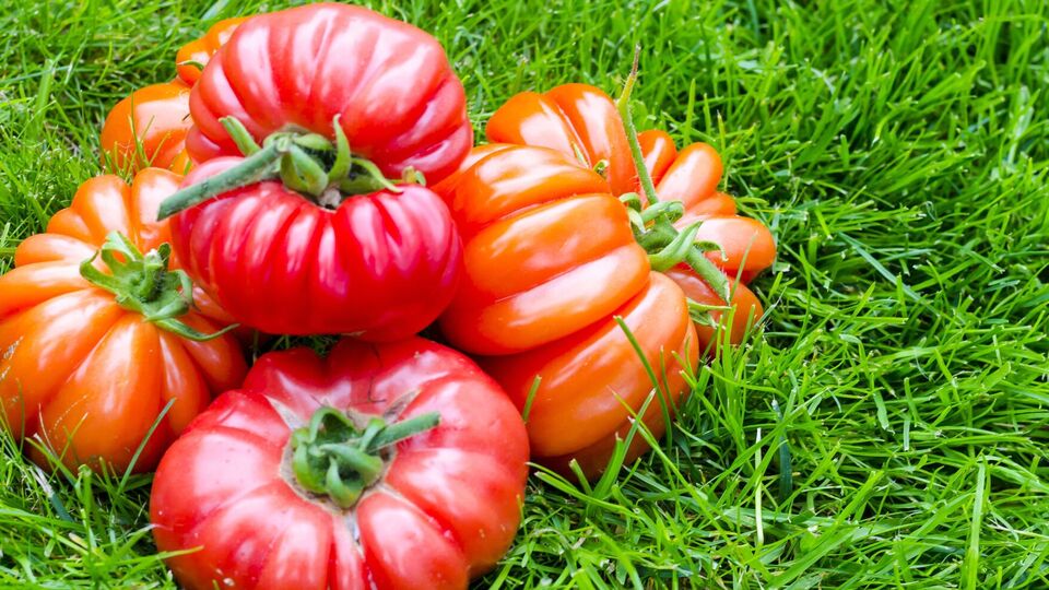 Выбирайте сорта помидоров, которые не успеют заболеть фитофторой