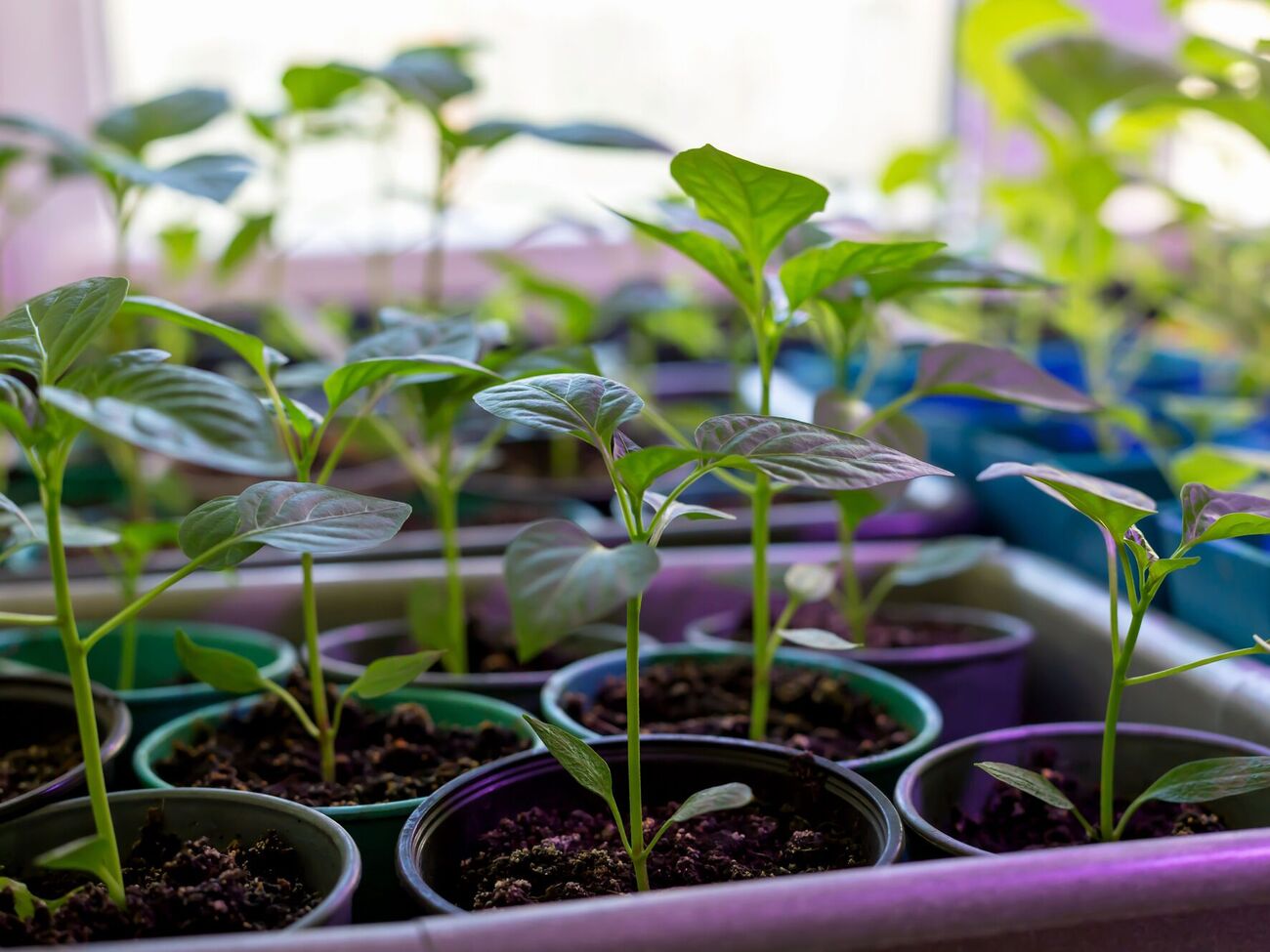 Сеянцы после подкормки янтарной кислотой могут погибнуть