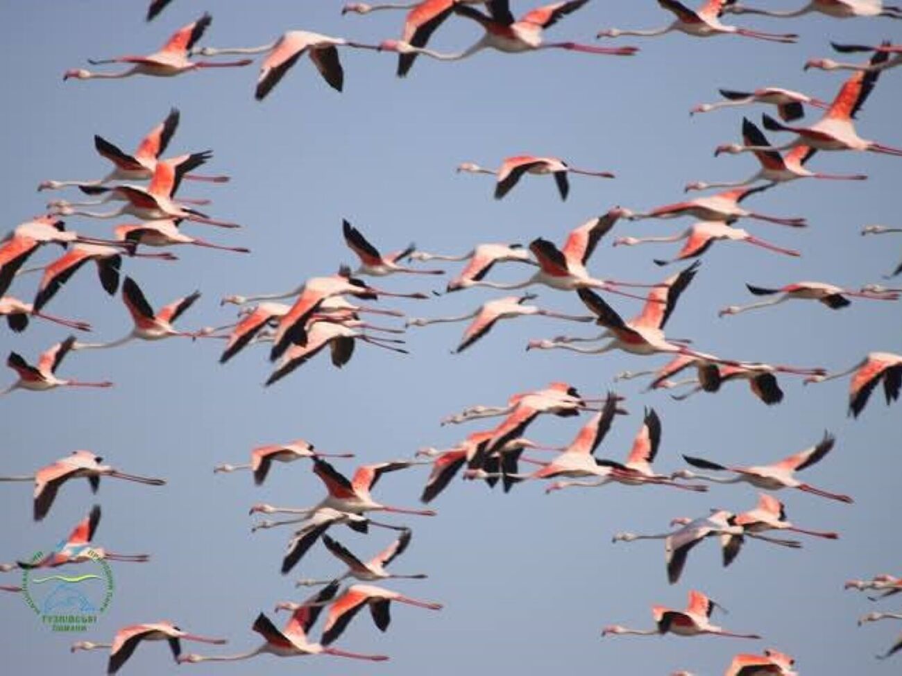 150 птиц редкого вида вернулись после зимовки в Европе