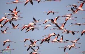 150 птиц редкого вида вернулись после зимовки в Европе