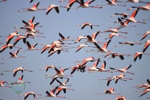 150 птиц редкого вида вернулись после зимовки в Европе