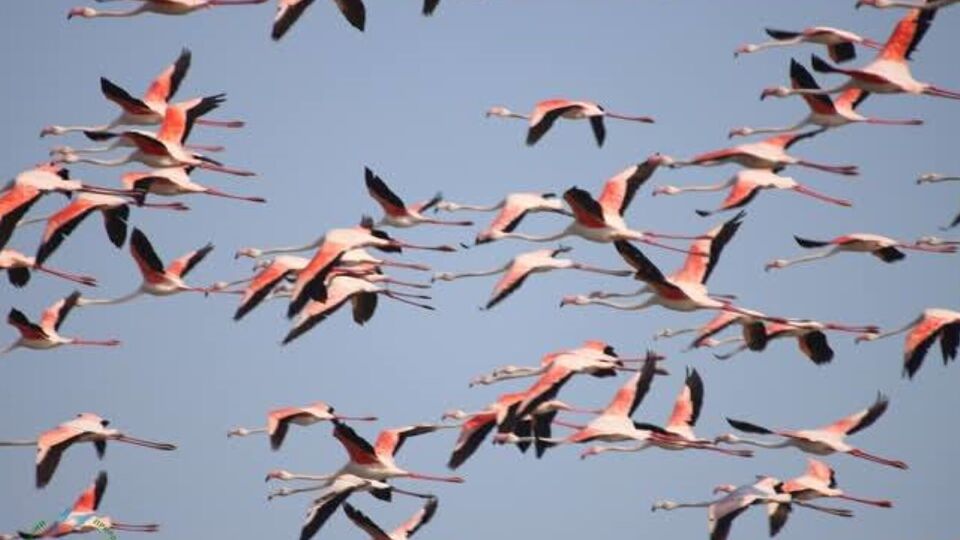 150 птиц редкого вида вернулись после зимовки в Европе