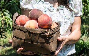 Различные деревья требуют разного стиля посадки