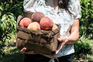 Різні дерева потребують різного стилю висаджування