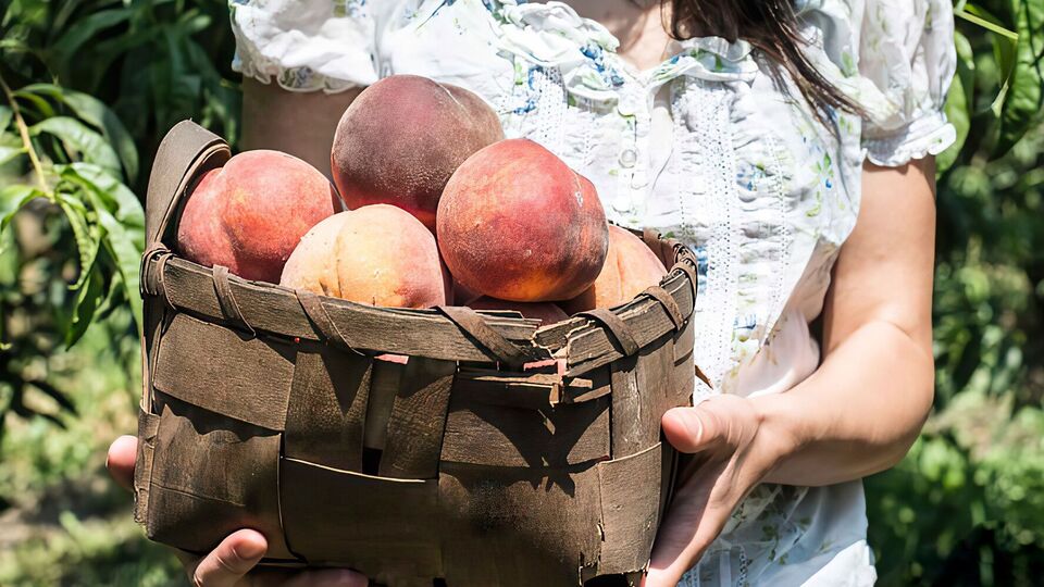 Різні дерева потребують різного стилю висаджування