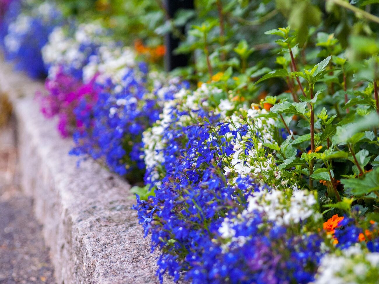 Лобелия хорошо растет на дорожках