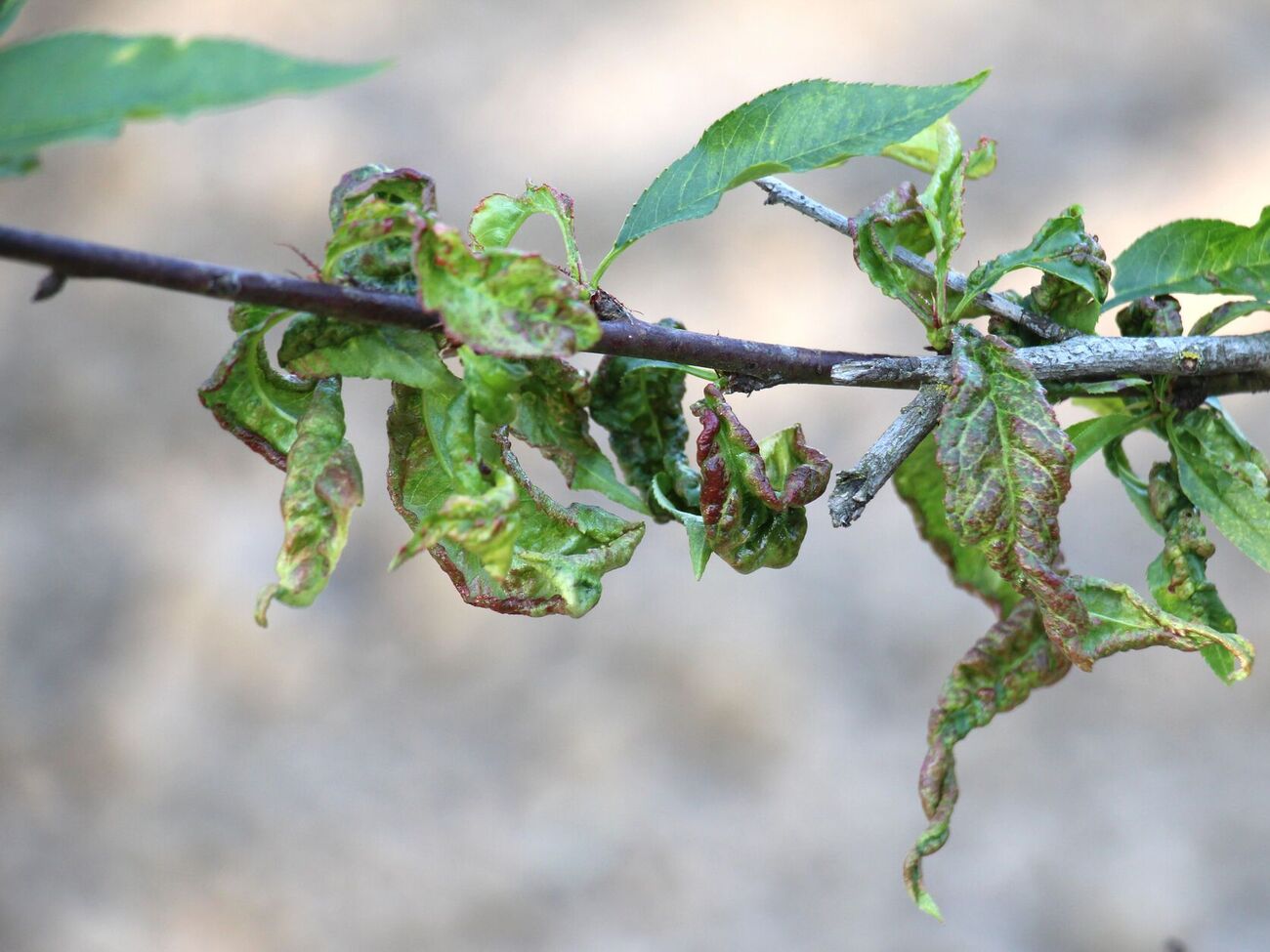 Перед цветением сада инсектицид в баковую смесь лучше не добавлять