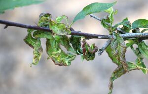 Перед цветением сада инсектицид в баковую смесь лучше не добавлять