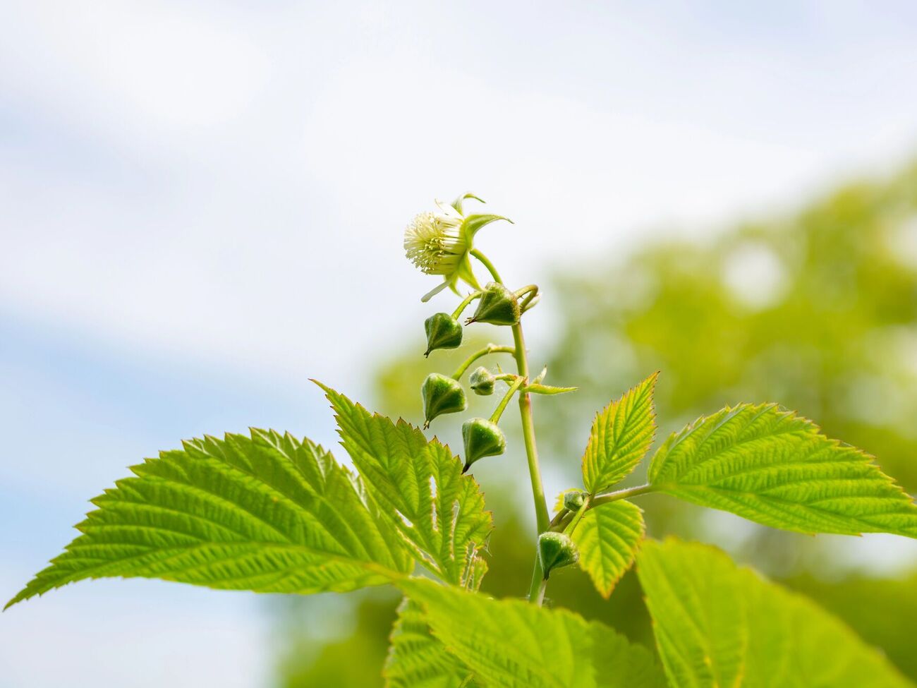 Урожай малины может испортить внесение удобрений, не отвечающих потребностям этой культуры