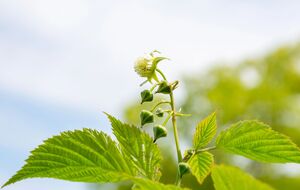 Урожай малины может испортить внесение удобрений, не отвечающих потребностям этой культуры