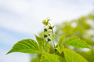 Урожай малины может испортить внесение удобрений, не отвечающих потребностям этой культуры